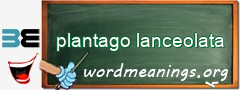 WordMeaning blackboard for plantago lanceolata